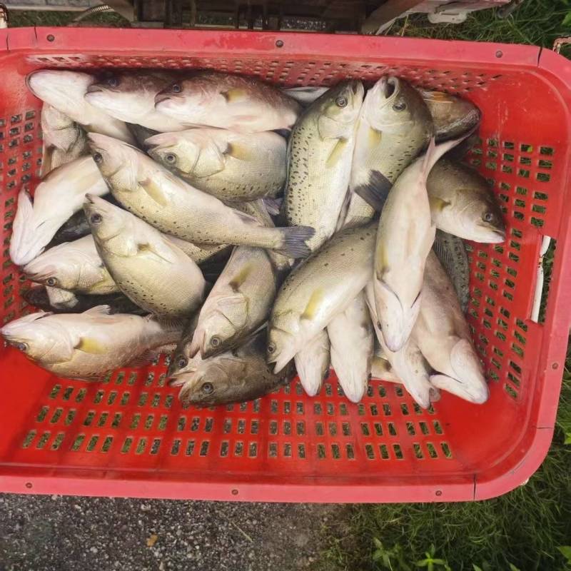 海鲈鱼