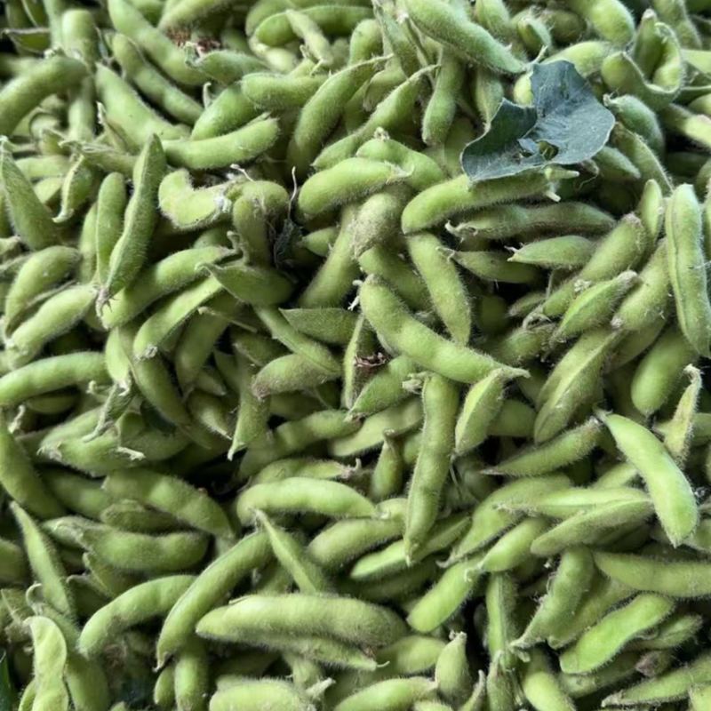 精品露天毛豆产地一手货源全国发货量大价优欢迎随时联系