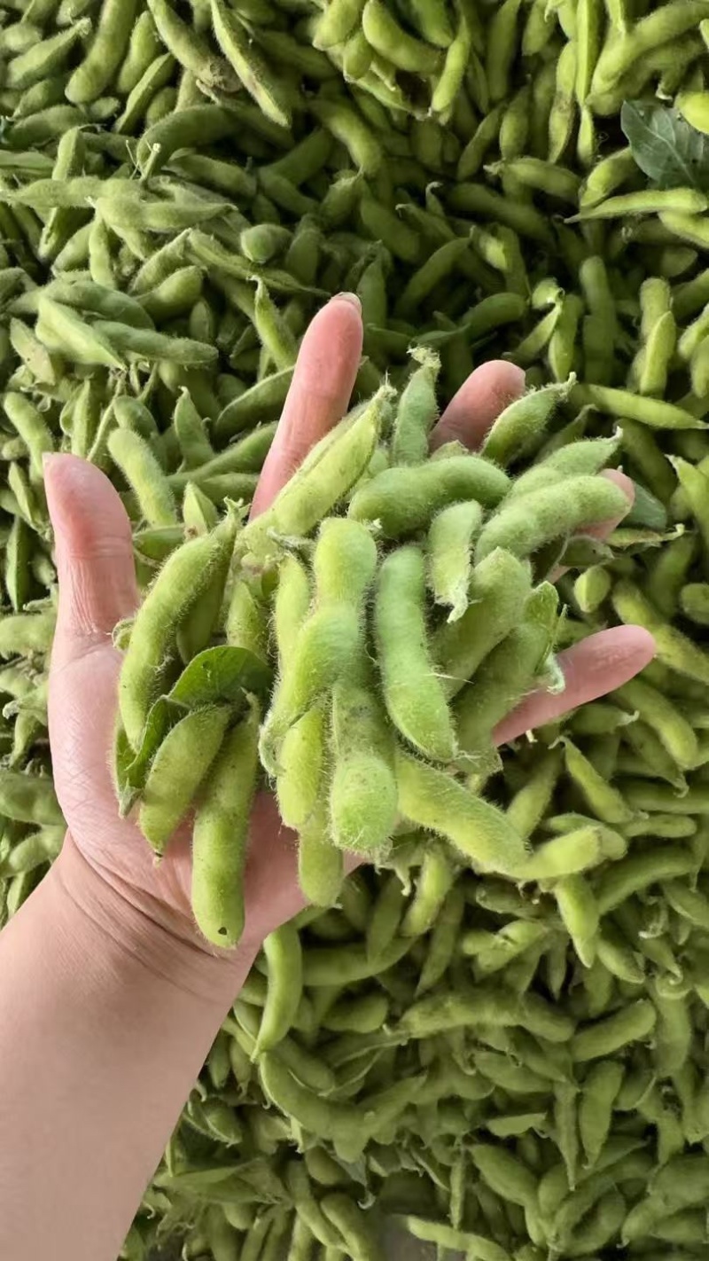 精品露天毛豆产地一手货源全国发货量大价优欢迎随时联系