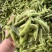 精品露天毛豆产地一手货源全国发货量大价优欢迎随时联系