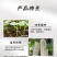 冬瓜苗穴盘苗根系发达易成活抗病害高产苗