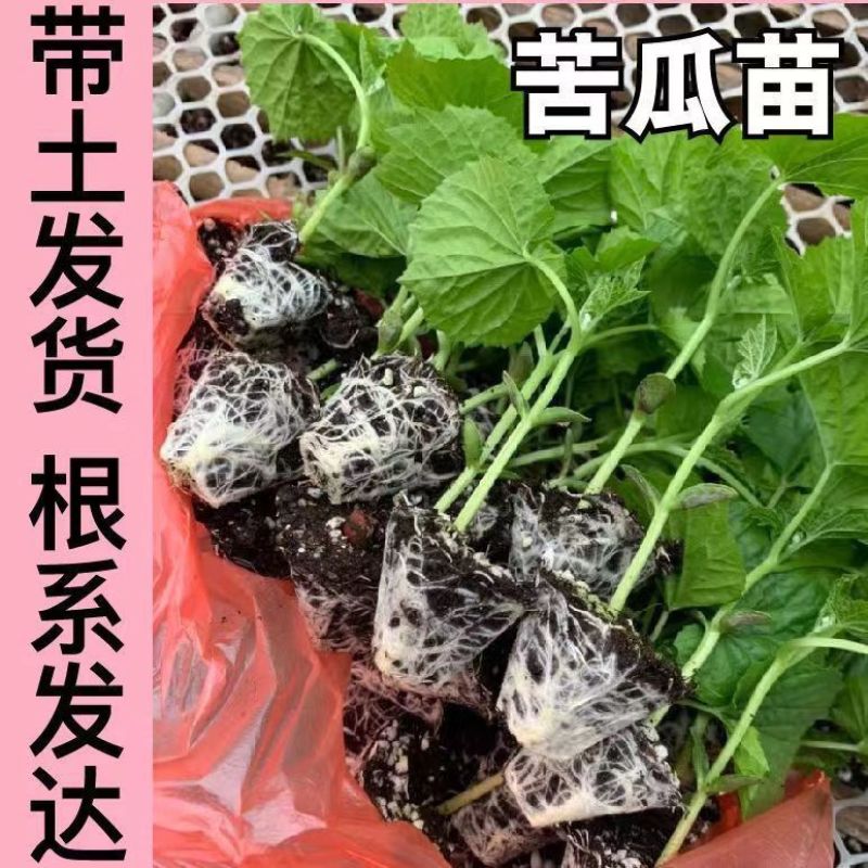 冬瓜苗穴盘苗根系发达易成活抗病害高产苗