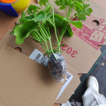 冬瓜苗穴盘苗根系发达易成活抗病害高产苗
