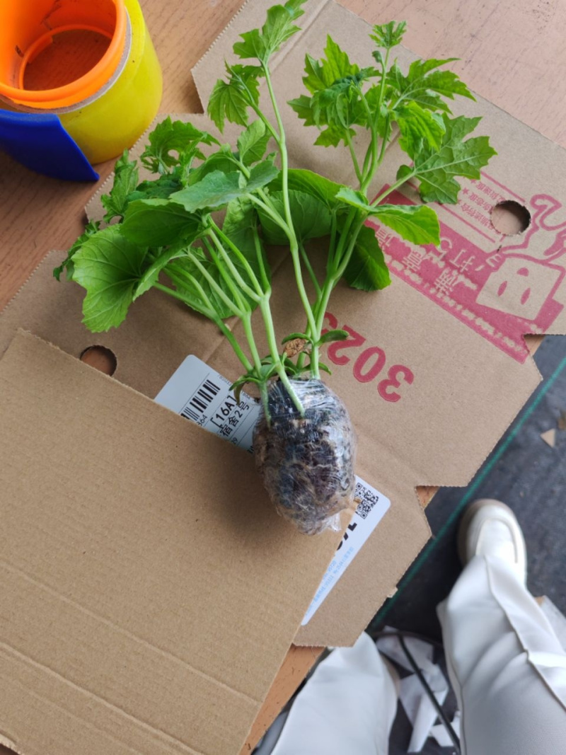 冬瓜苗穴盘苗根系发达易成活抗病害高产苗