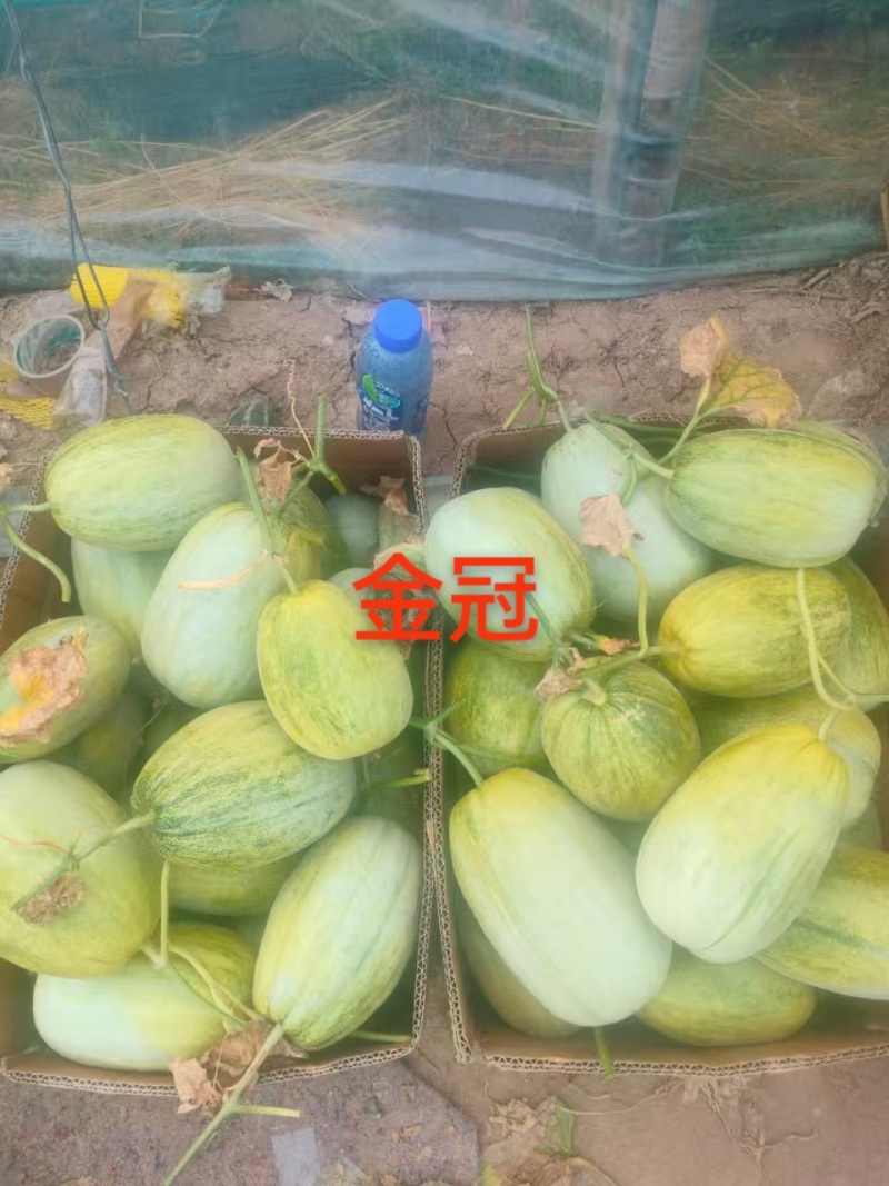 精品金冠大量有货，价格便宜，质量有保证