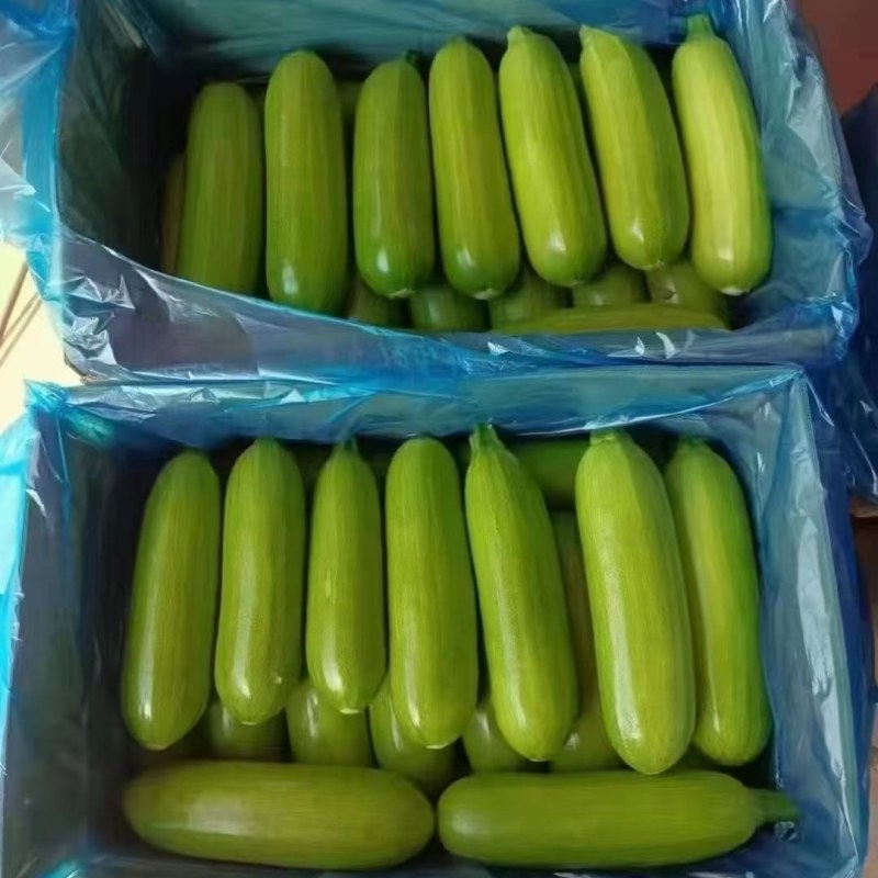 江苏精品西户芦大量上市量大从优产地直发对接市场商超平台