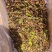 威海青皮无花果干后期货电商货