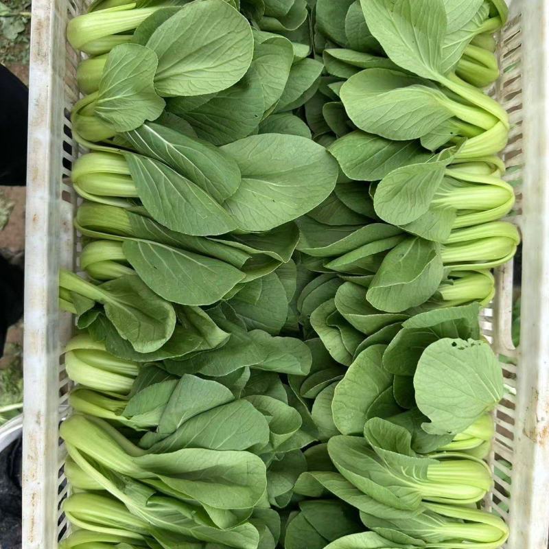 山东精品小油菜/上海青价格便宜货源充足诚信经营