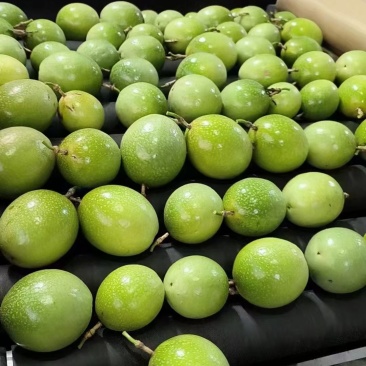 现货百香果纯甜果地直采发货钦蜜9号精品果