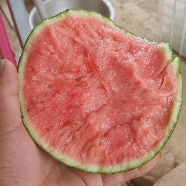 奶油小吊瓜