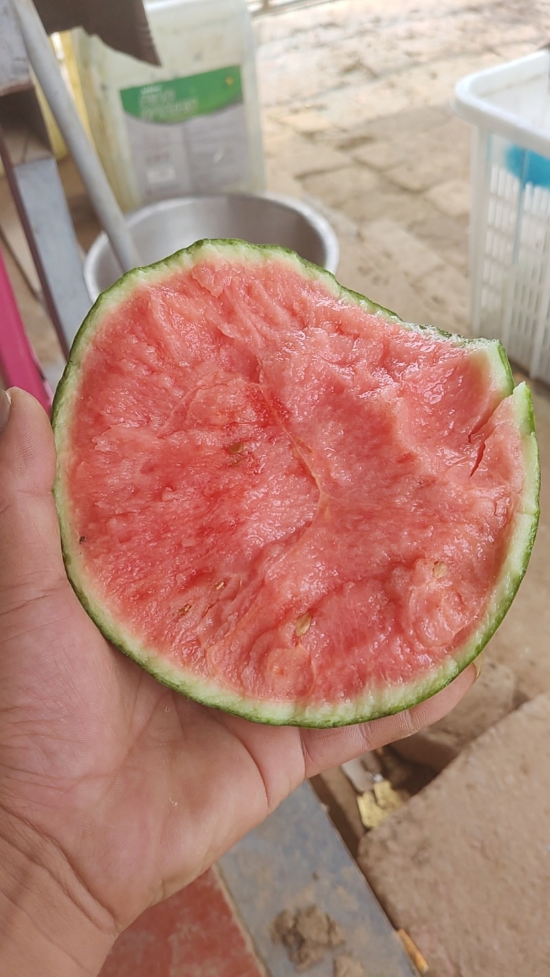 奶油小吊瓜