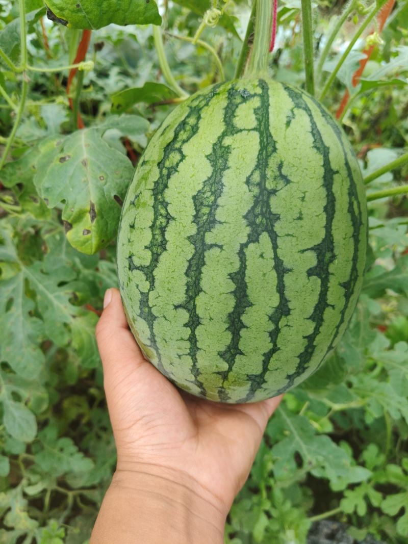 奶油小吊瓜