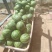 奶油小吊瓜