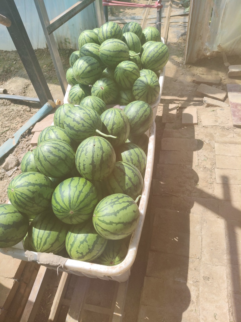 奶油小吊瓜
