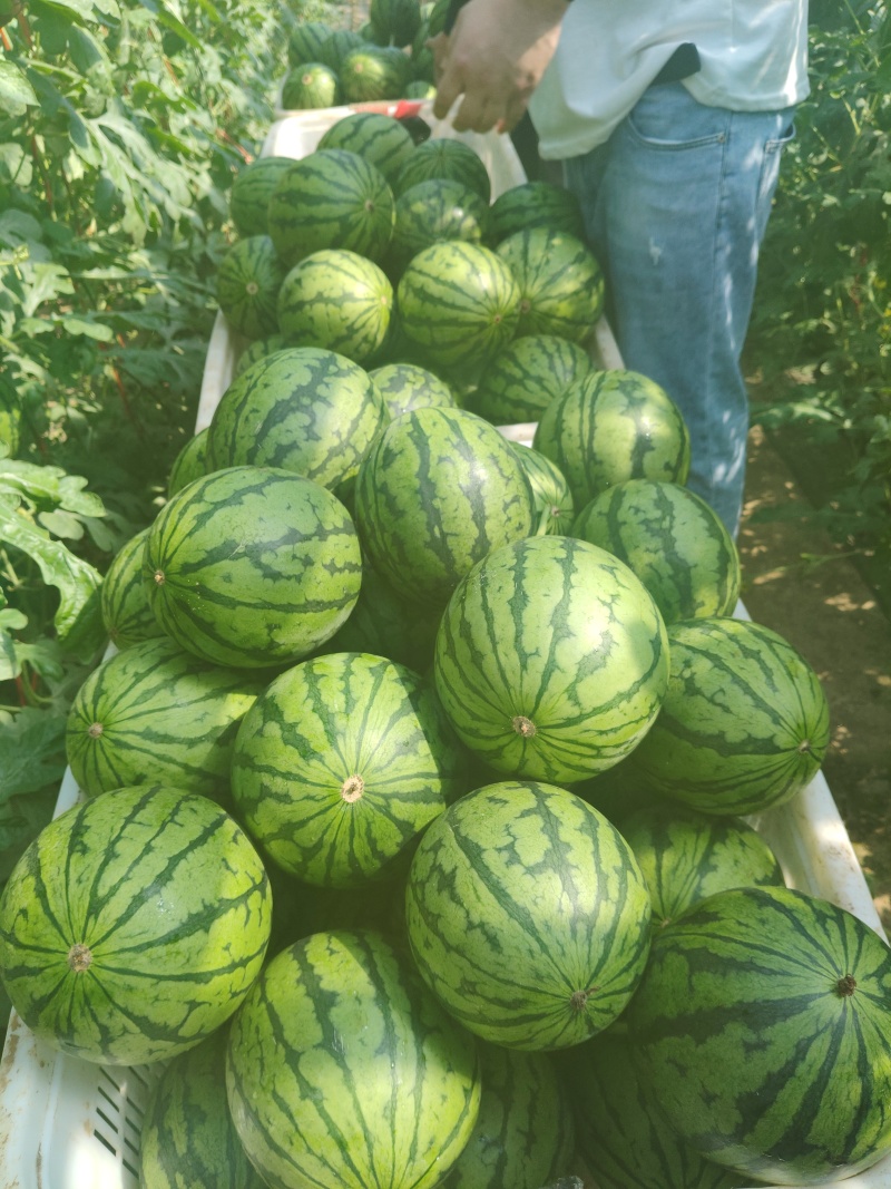 奶油小吊瓜