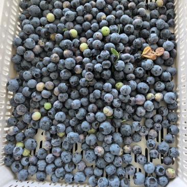 精品蓝莓冻果青果红果大量有货品质保证
