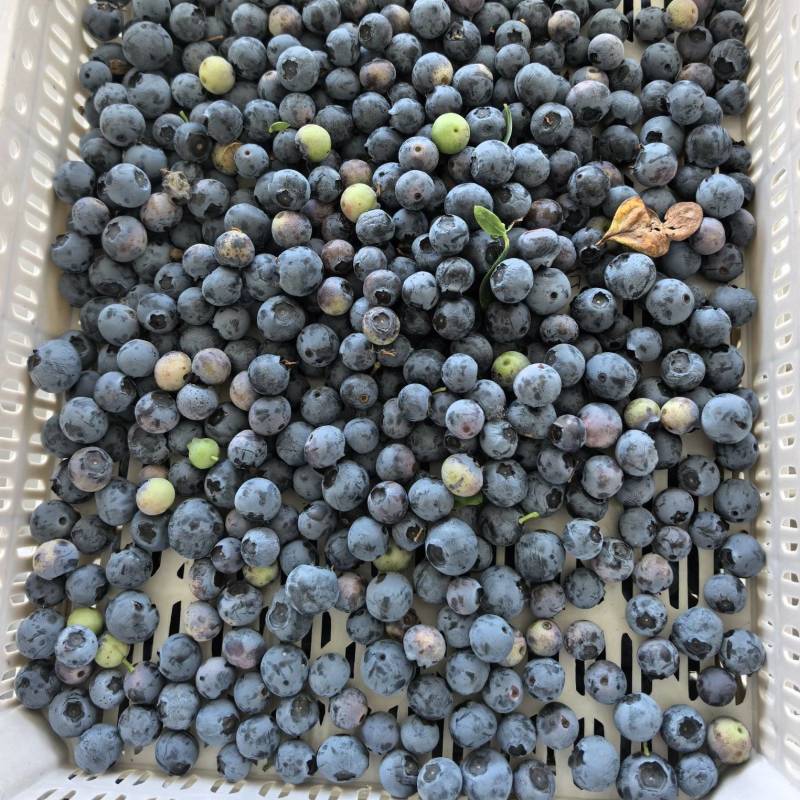 精品蓝莓冻果青果红果大量有货品质保证