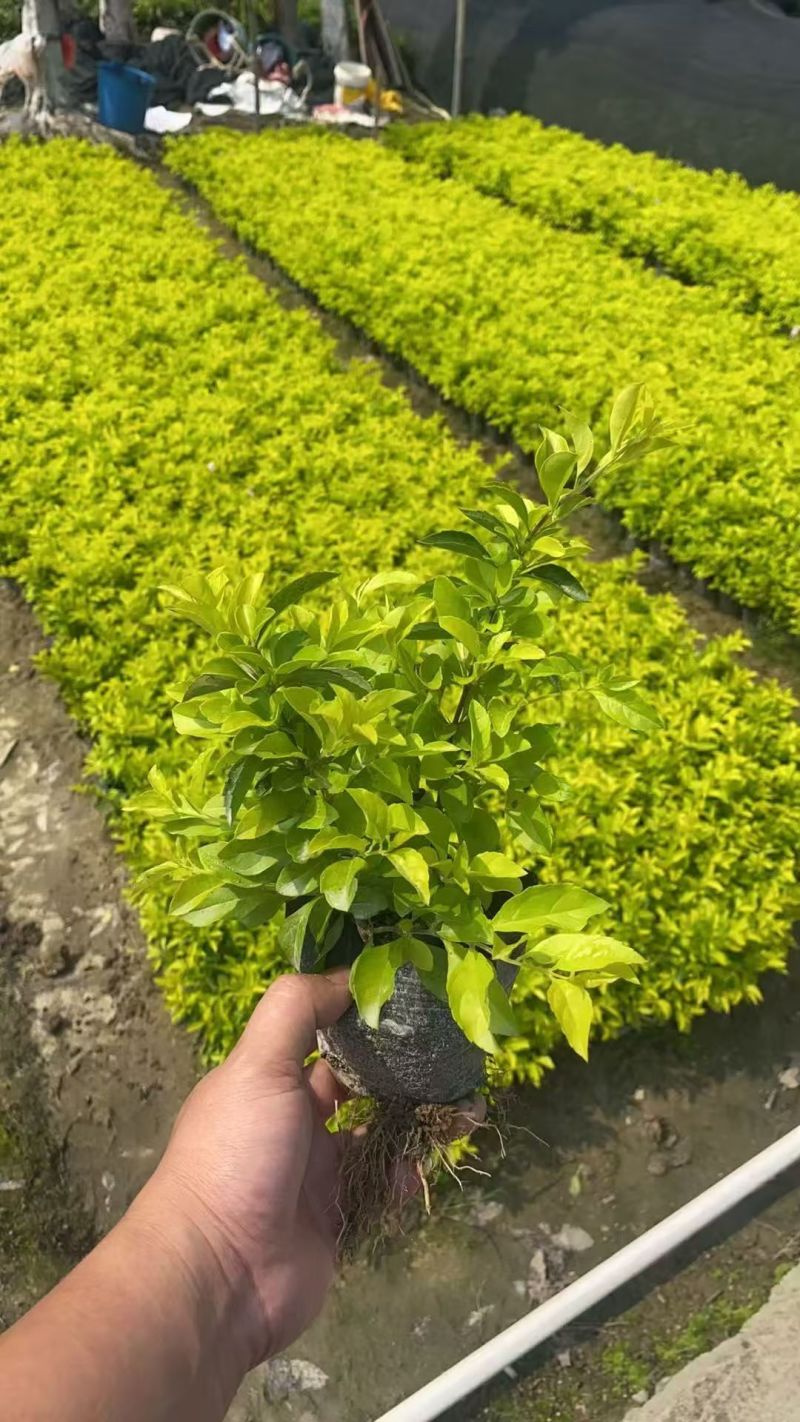 七斤袋山管兰，太阳花，胡椒木，美人蕉。米兰，桅子花，满天