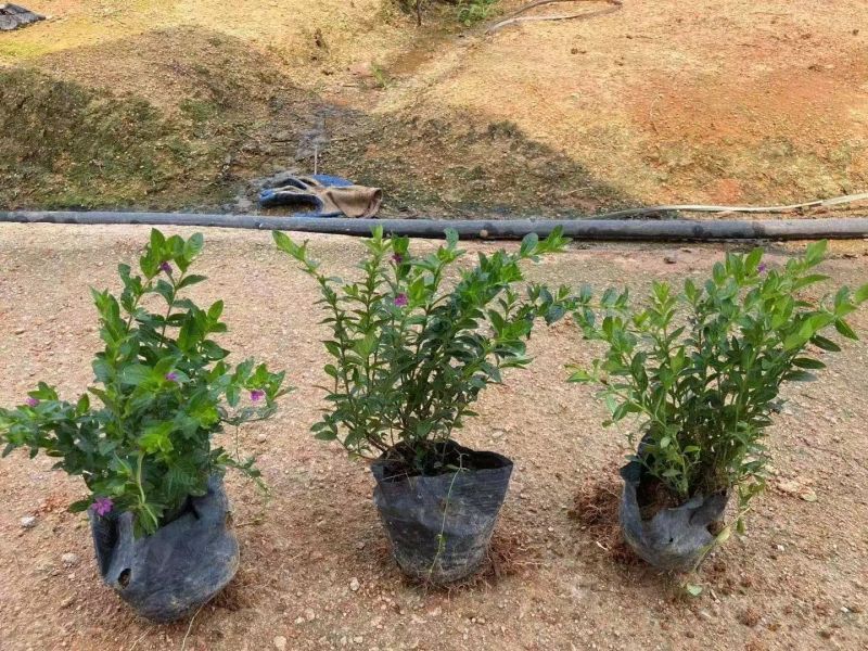 七斤袋山管兰，太阳花，胡椒木，美人蕉。米兰，桅子花，满天