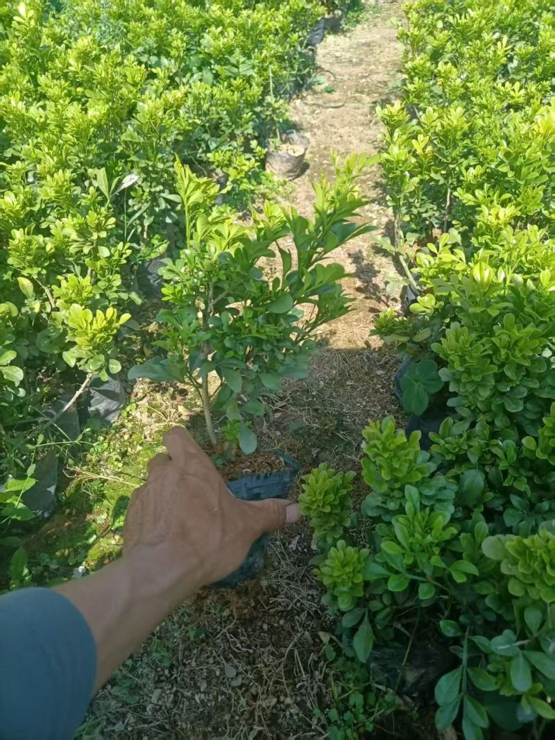 七斤袋山管兰，太阳花，胡椒木，美人蕉。米兰，桅子花，满天