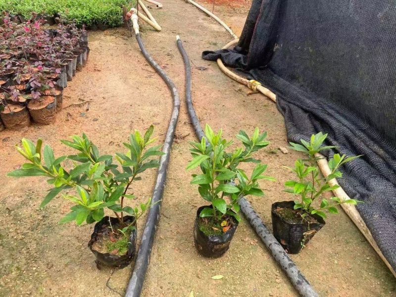 七斤袋山管兰，太阳花，胡椒木，美人蕉。米兰，桅子花，满天