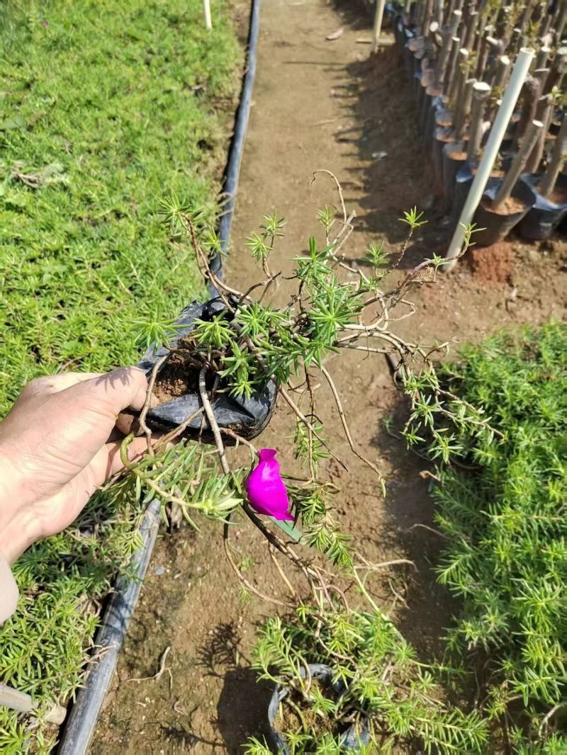 七斤袋山管兰，太阳花，胡椒木，美人蕉。米兰，桅子花，满天