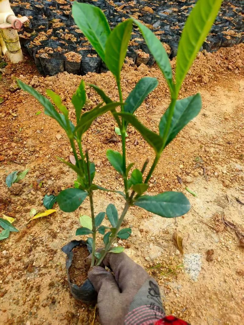 七斤袋山管兰，太阳花，胡椒木，美人蕉。米兰，桅子花，满天