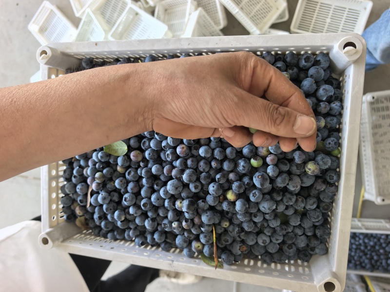 精品蓝莓冻果青果红果大量有货品质保证