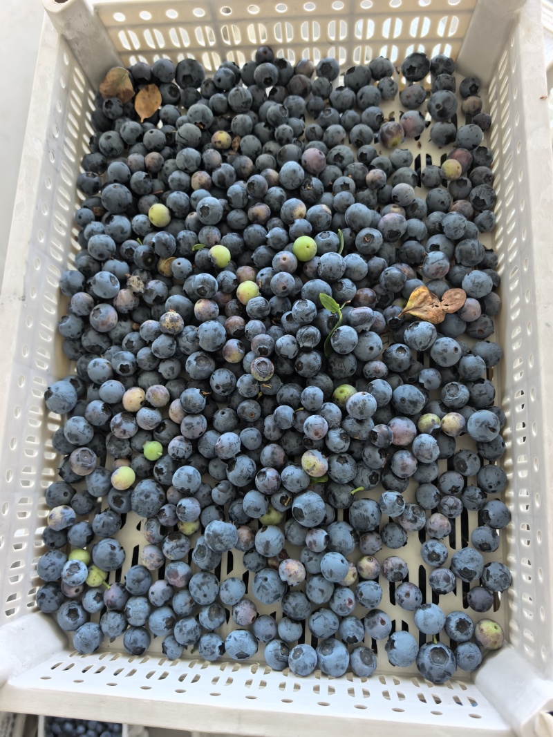 精品蓝莓冻果青果红果大量有货品质保证