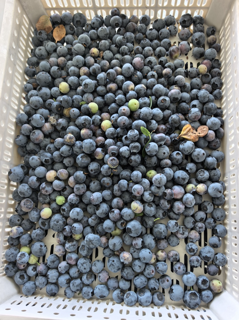 精品蓝莓冻果青果红果大量有货品质保证