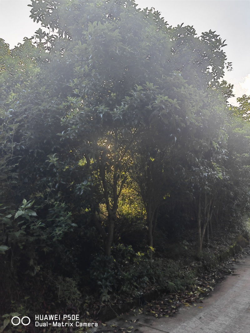 黄桂，桂花树
