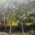 黄桂，桂花树
