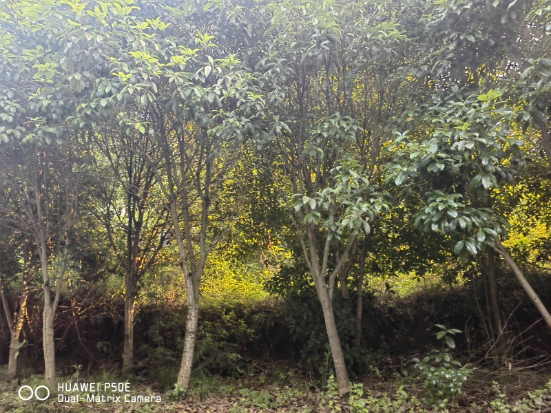 黄桂，桂花树