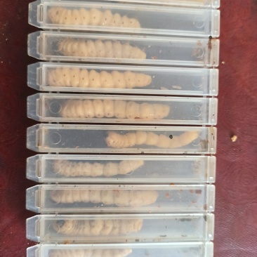 斗米虫