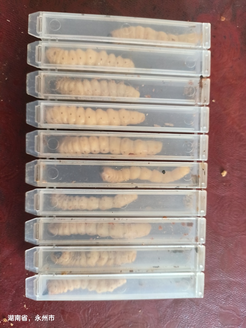 斗米虫