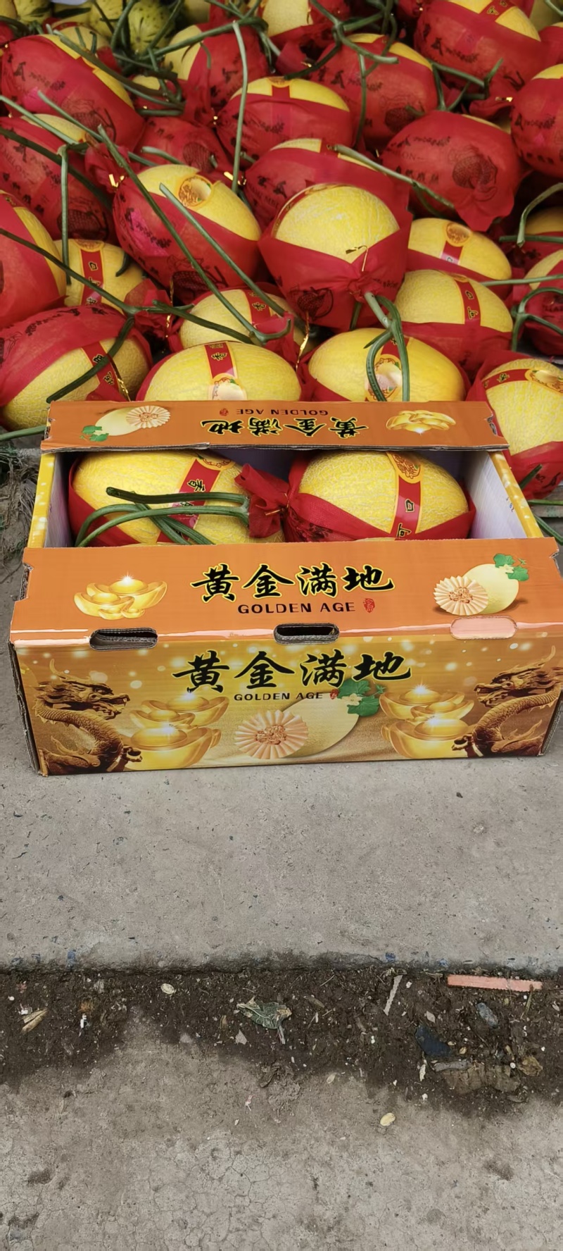 精品金色年华黄金蜜25瓜货源充足产地供应欢迎咨询