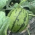 精品小糖丸西瓜产地发货品质保证价格便宜量大从优