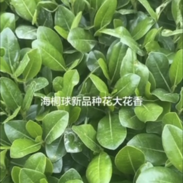海桐地苗