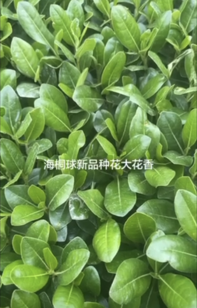 海桐地苗