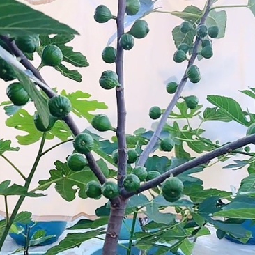 无花果盆栽