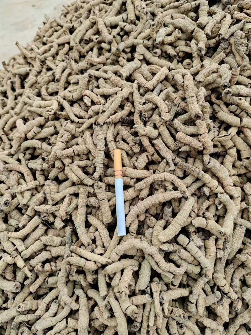 德庆巴戟天过筛大肉产地直发