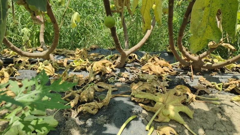 无花果盆栽