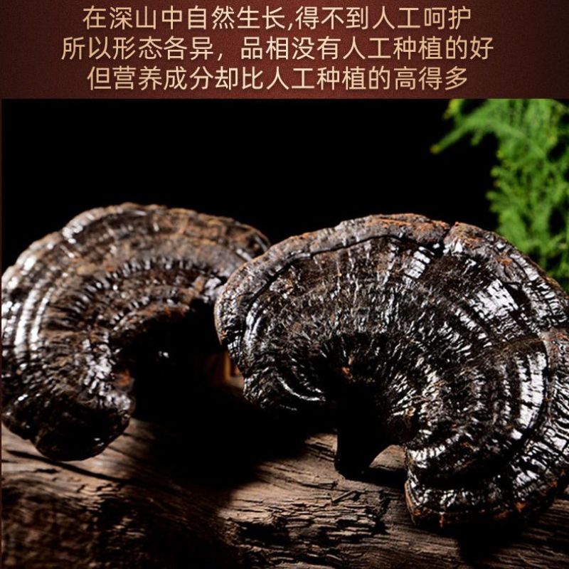正宗长白山深山黑灵芝野生整枝紫赤灵芝片林芝野山干货