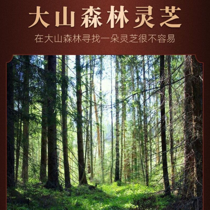 正宗长白山深山黑灵芝野生整枝紫赤灵芝片林芝野山干货