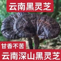 正宗云南黑灵芝深山灵芝长白山天然灵芝干货