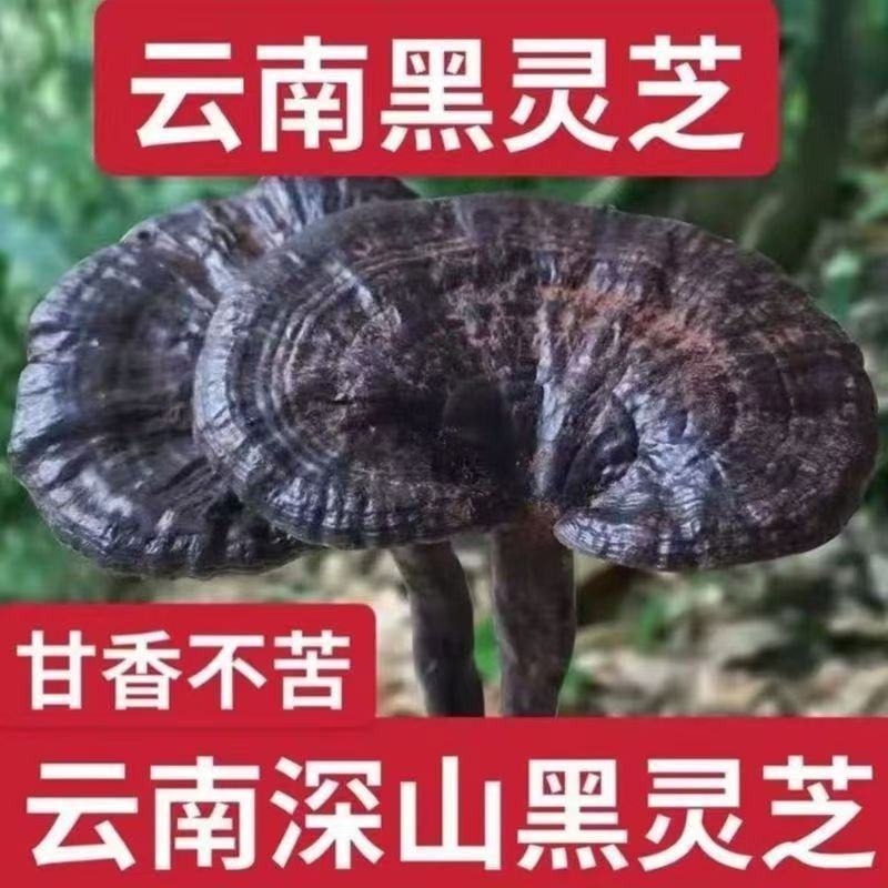 正宗云南黑灵芝深山灵芝长白山天然灵芝干货