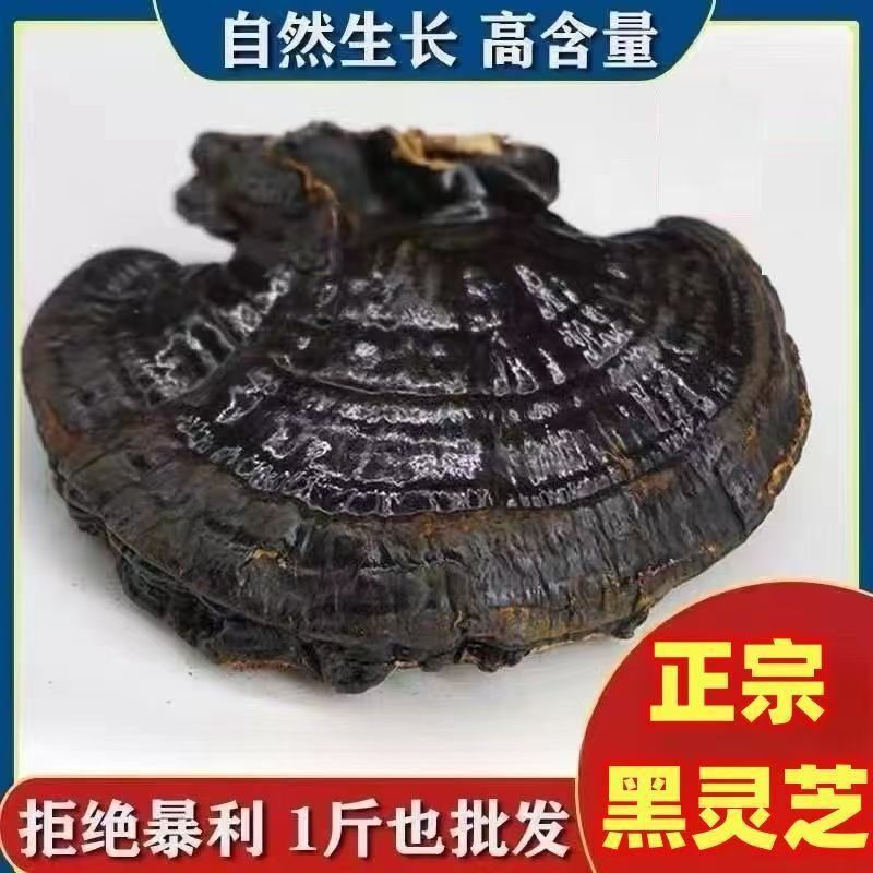 正宗云南黑灵芝深山灵芝长白山天然灵芝干货