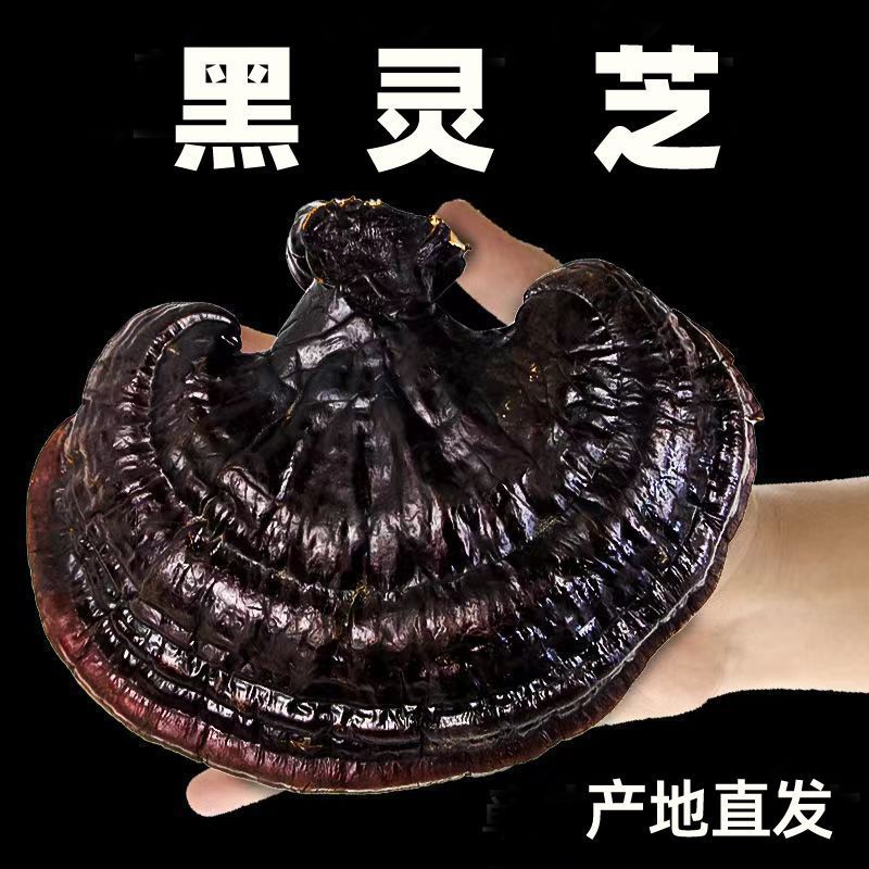 黑灵芝东北正品半野生赤灵芝平盖黑芝干货整朵泡水泡酒炖汤