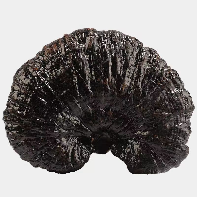 长白山黑灵芝正宗***正宗黑灵芝自然生长东北泡酒林芝