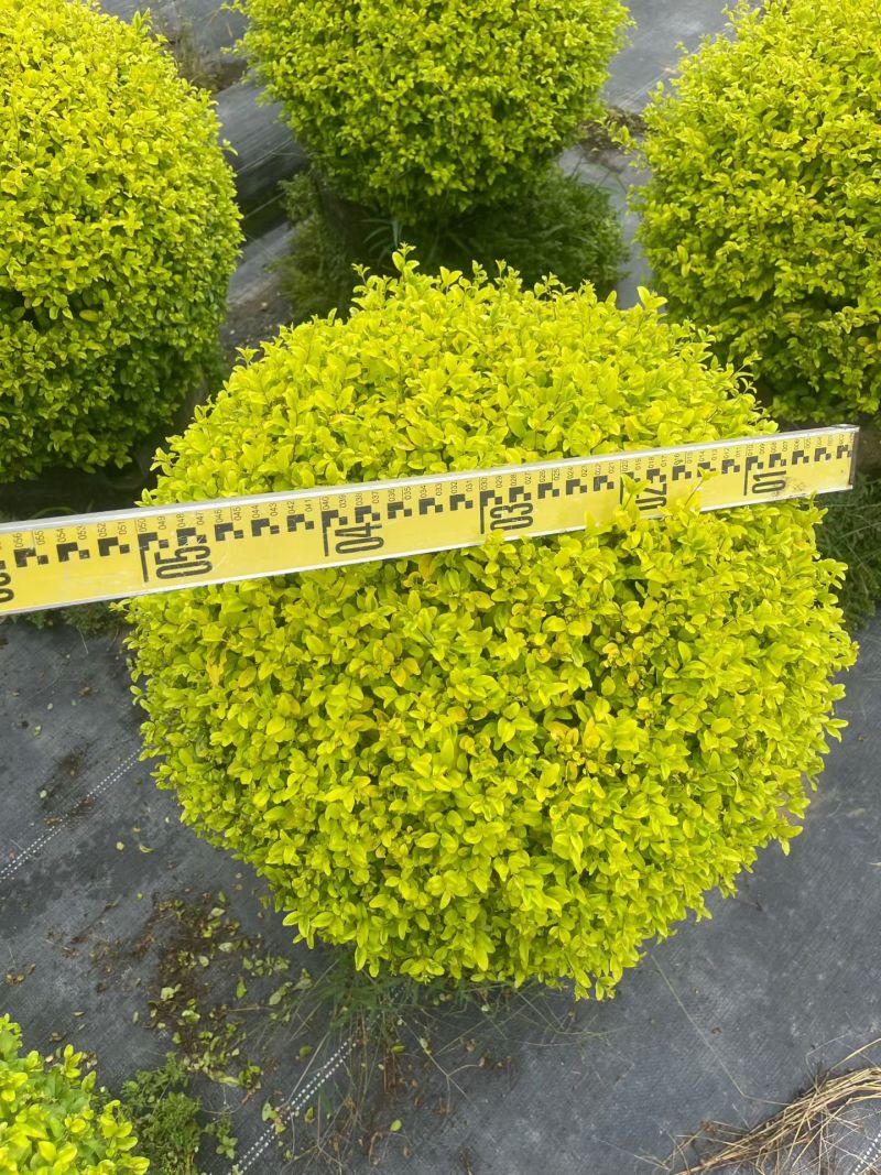 亮晶女贞球，量大价优